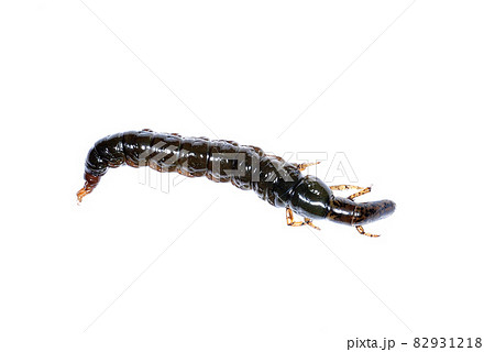 ヒゲナガカワトビケラの幼虫のクロカワムシ ヒゲナガカワトビケラの幼虫のクロカワムシ 82931218