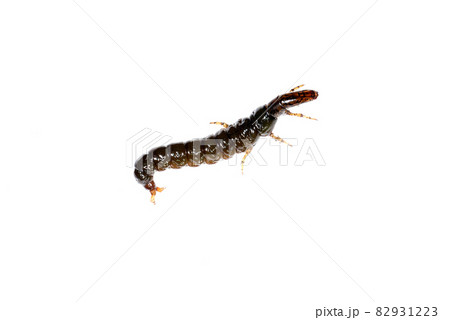 ヒゲナガカワトビケラの幼虫のクロカワムシ 82931223