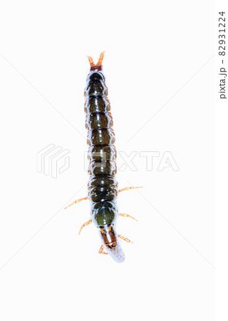ヒゲナガカワトビケラの幼虫のクロカワムシ ヒゲナガカワトビケラの幼虫のクロカワムシ 82931224