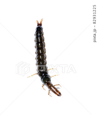 ヒゲナガカワトビケラの幼虫のクロカワムシ ヒゲナガカワトビケラの幼虫のクロカワムシ 82931225