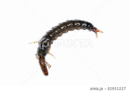 ヒゲナガカワトビケラの幼虫のクロカワムシ 82931227
