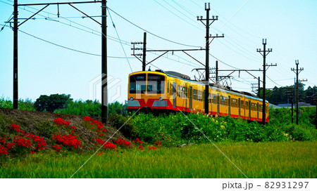 赤く咲いたヒガンバナと黄色い電車の三岐鉄道 赤く咲いたヒガンバナと黄色い電車の三岐鉄道 82931297