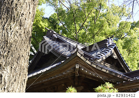 田無神社 拝殿 田無神社 拝殿 82931412