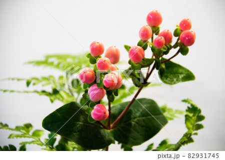 赤い実の植物 赤い実の植物 82931745
