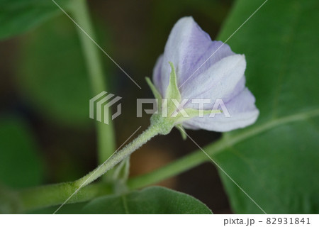 eggplant flowers on the tree 82931841