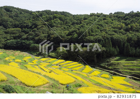 秋の棚田の収穫期の美しい風景 秋の棚田の収穫期の美しい風景 82931875