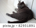 寝そべる猫(シャルトリュー) 82931891
