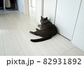 寝そべる猫(シャルトリュー) 82931892