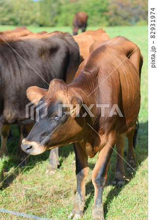 ジャージー牛 ジャージー牛 82931974