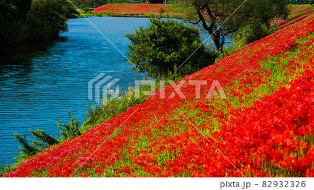 真っ赤に染った津屋川堤防の彼岸花の写真素材