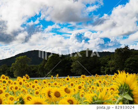 夏の空とひまわり畑 82933024