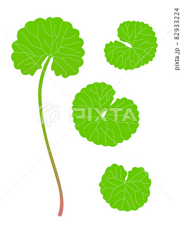 ツボクサのイラスト ツボクサのイラスト 82933224