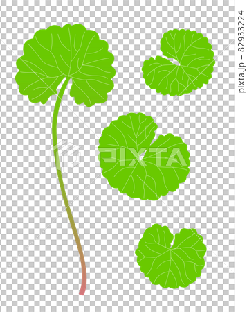 ツボクサのイラスト ツボクサのイラスト 82933224