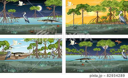 Different mangrove forest landscape scenes with animals and plants Different mangrove forest landscape scenes with animals and plants 82934289