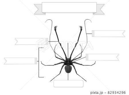 External Anatomy of a whip spider worksheet External Anatomy of a whip spider worksheet 82934296
