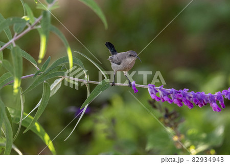 Female dusky sunbird drinking nectar from sits on a twig. Female dusky sunbird drinking nectar from sits on a twig. 82934943