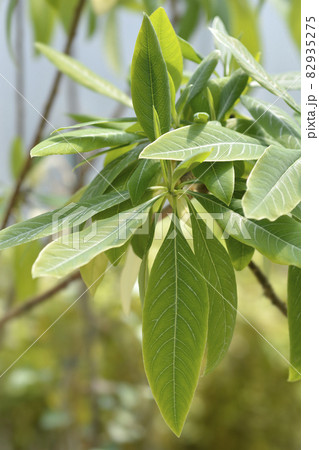 Paperbush Paperbush 82935275