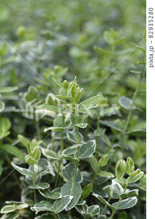 Wintercreeper Emerald Gaiety Wintercreeper Emerald Gaiety 82935280