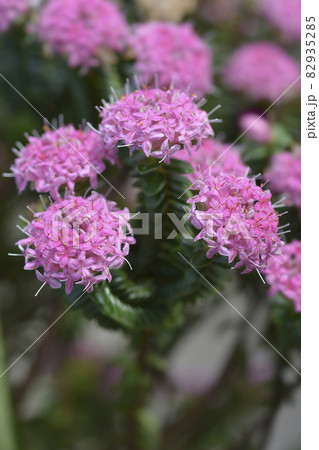 Rosy rice flower Rosy rice flower 82935285