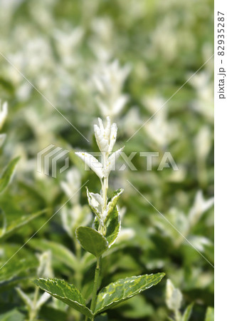 Wintercreeper Harlequin Wintercreeper Harlequin 82935287