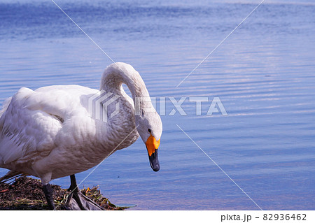 ウトナイ湖の白鳥（北海道苫小牧市） 82936462