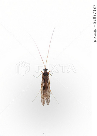 障子にとまったヒゲナガカワトビケラ 82937137