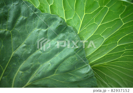 キャベツの葉 葉脈 キャベツの葉 葉脈 82937152
