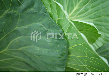 キャベツの葉 葉脈 キャベツの葉 葉脈 82937153