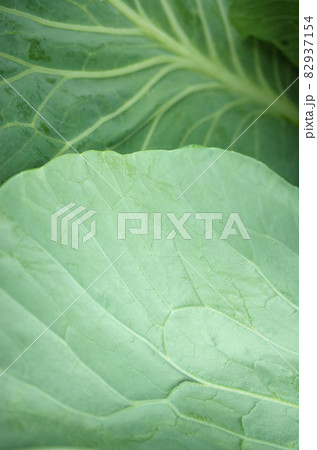 キャベツの葉 葉脈 キャベツの葉 葉脈 82937154