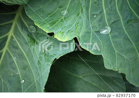 キャベツの葉の水滴 葉脈 キャベツの葉の水滴 葉脈 82937170