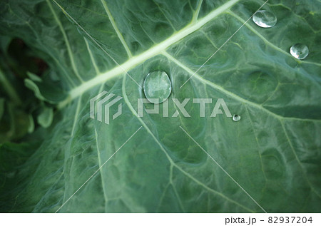 キャベツの葉の水滴 葉脈 キャベツの葉の水滴 葉脈 82937204