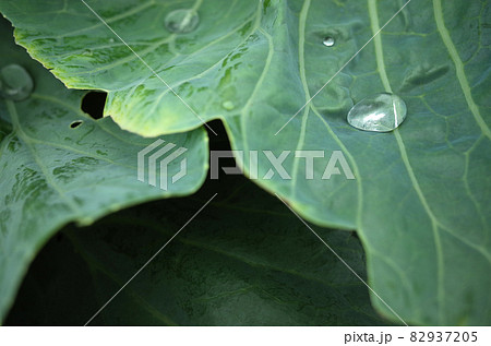 キャベツの葉の水滴 葉脈 キャベツの葉の水滴 葉脈 82937205