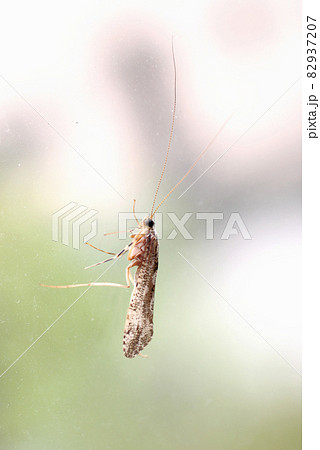 障子にとまったヒゲナガカワトビケラ 82937207