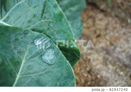 キャベツの葉の水滴 畑 キャベツの葉の水滴 畑 82937240
