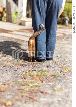 足もとに寄ってくる猫 82937612