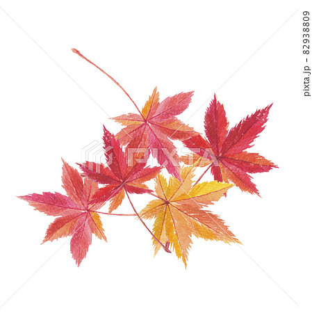 紅葉　5枚 82938809