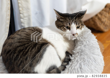 くつろぐ猫 キジトラ猫 くつろぐ猫 キジトラ猫 82938835