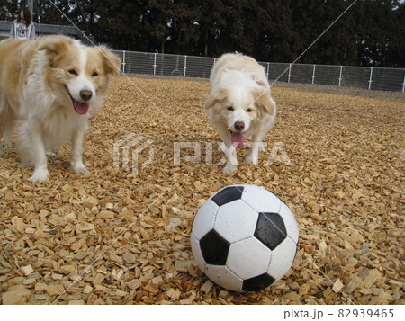 愛犬 愛犬 82939465
