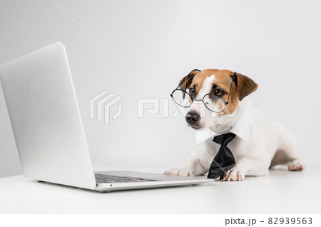 Jack russell terrier dog in glasses and tie works on laptop on white background. Jack russell terrier dog in glasses and tie works on laptop on white background. 82939563