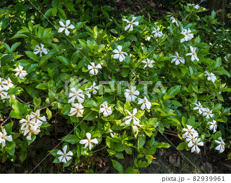 初夏の栗林公園（6月上旬・クチナシ） 82939961