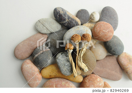 Dried Psilocybe Cubensis Psilocybin Mushrooms and sea stones, flat lay. Magic shrooms Golden Teacher. 82940269