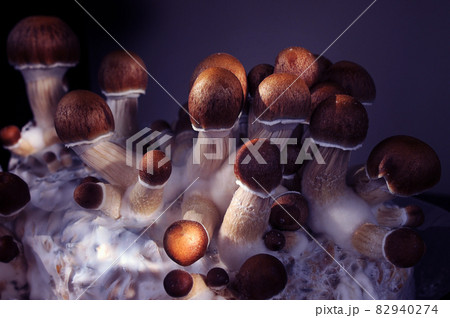 Micro growing of raw Psilocybe Cubensis mushrooms Micro growing of raw Psilocybe Cubensis mushrooms 82940274