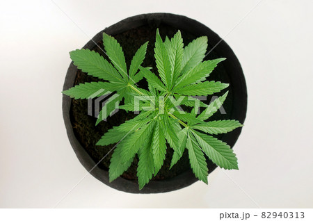 Growing cannabis plant. A female marijuana bush in a pot with coconut soil 82940313