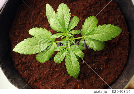 Growing cannabis plant. A female marijuana bush in a pot with coconut soil 82940314