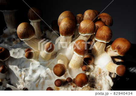 Micro growing of raw Psilocybe Cubensis mushrooms Micro growing of raw Psilocybe Cubensis mushrooms 82940434