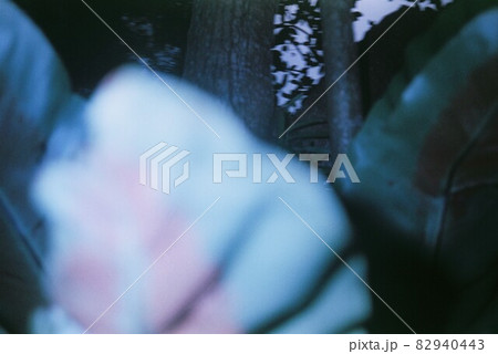 Birdnest Fern 82940443