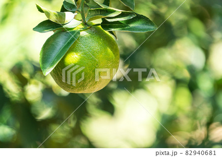 オレンジ色 オレンジ 橙 82940681