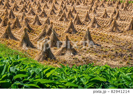 藁の三角帽子　 82941214