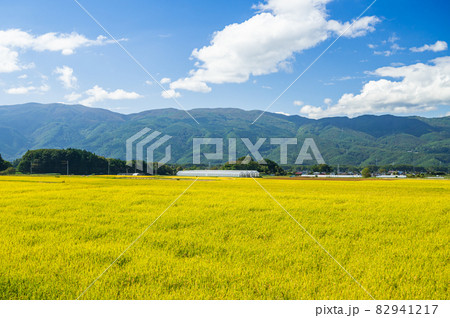 実りの秋　田園風景 82941217