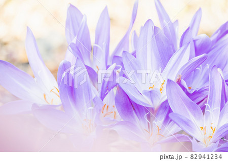 イヌサフランの花 82941234